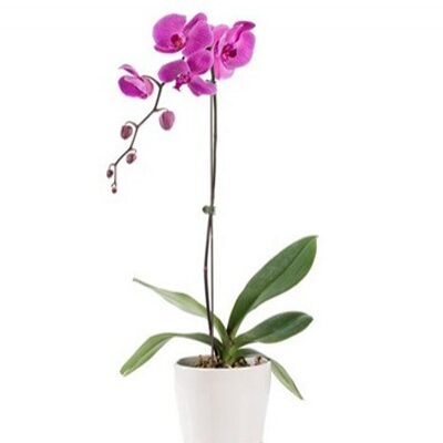 Orchid Plant