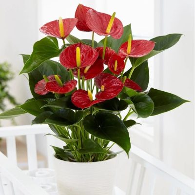 Anthurium Plant